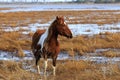 Wild Pony Royalty Free Stock Photo