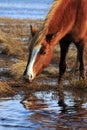 Wild Pony Royalty Free Stock Photo