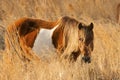 Wild pony in cordgrass at Assateague in Maryland. Royalty Free Stock Photo