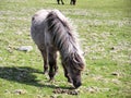 Wild Pony in Dartmoor Devon UK Royalty Free Stock Photo