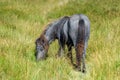 Wild pony on Dartmoor National Park Royalty Free Stock Photo