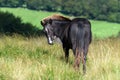 Wild pony on Dartmoor National Park Royalty Free Stock Photo