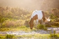 A wild pony at Assateague Island National Seashore, MD Royalty Free Stock Photo