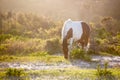 A wild pony grazing at Assateague Island, MD Royalty Free Stock Photo