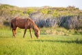 A wild pony grazing at Assateague Island, MD Royalty Free Stock Photo