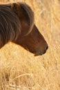 Wild pony grazing in beach grass at Assateague. Royalty Free Stock Photo