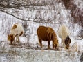 Wild Pony Grazing, Herd, Winter, Grayson Highlands State Park Royalty Free Stock Photo