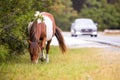 A wild pony grazing by the road at Assateague Island, Maryland Royalty Free Stock Photo