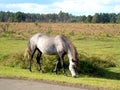 Wild pony grazing beside road Royalty Free Stock Photo