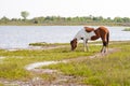 A wild pony grazing in wetlands at Assateague Island Royalty Free Stock Photo