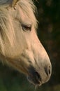 Wild Pony Head Shot Royalty Free Stock Photo