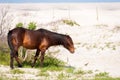 A wild pony and Killdeer at Assateague Island National Seashore Royalty Free Stock Photo