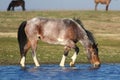 Wild pony mare is drinking in watering place Royalty Free Stock Photo