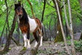 Wild pony in nature Royalty Free Stock Photo