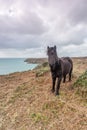 Wild pony near logans rock in Cornwall england uk.