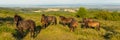 Wild pony Quantock Hills Somerset England UK countryside views on a summer evening Royalty Free Stock Photo