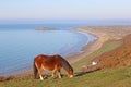 Wild pony at Rhossili Royalty Free Stock Photo