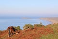 Wild pony, Rhossili Royalty Free Stock Photo
