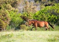 A wild pony running at Assateague National Seashore, Maryland Royalty Free Stock Photo