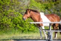 A wild pony standing next to a picnic table at Assateague Island National Seashore, Maryland Royalty Free Stock Photo