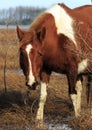 Wild Pony Stares