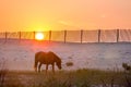 A wild pony at sunrise at Assateague Island, MD Royalty Free Stock Photo