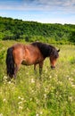 Wild Pony VA Grayson Highlands State Park Royalty Free Stock Photo