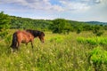 Wild Pony VA Grayson Highlands State Park Royalty Free Stock Photo