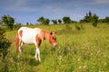 Wild Pony VA Grayson Highlands State Park Royalty Free Stock Photo