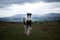 Wild pony, on a welsh mountain Royalty Free Stock Photo