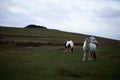 Wild pony, on a welsh mountain Royalty Free Stock Photo