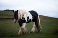 Wild pony, on a welsh mountain Royalty Free Stock Photo