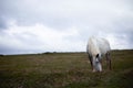 Wild pony, on a welsh mountain Royalty Free Stock Photo