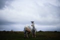 Wild pony, on a welsh mountain Royalty Free Stock Photo