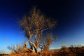 Wild poplar under sunset