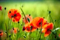 Wild poppies. Royalty Free Stock Photo