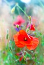 Wild poppies