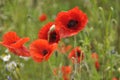 Wild poppies Royalty Free Stock Photo