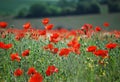 Wild poppies