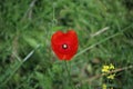 Wild poppies and daisies and other wild flowers along reoadside in the Netherlands