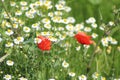 Wild poppies and daisies and other wild flowers along reoadside in the Netherlands