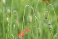 Wild poppies and daisies and other wild flowers along reoadside in the Netherlands