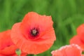 Wild poppies and daisies and other wild flowers along reoadside in the Netherlands