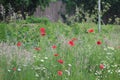 Wild poppies and daisies and other wild flowers along roadside in the Netherlands