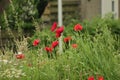 Wild poppies and daisies and other wild flowers along roadside in the Netherlands