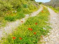 Wild poppies on dirt road in mountains, Greece Royalty Free Stock Photo