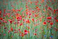 Wild poppies field Royalty Free Stock Photo