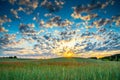 Wild poppies field and beautiful sunrise cloudy sky Royalty Free Stock Photo