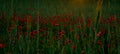 Wild poppies field at dusk Royalty Free Stock Photo