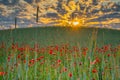 Wild poppies field and beautiful sunrise cloudy sky